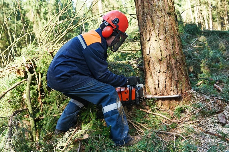 lumberjack cutting down a tree with a chainsaw